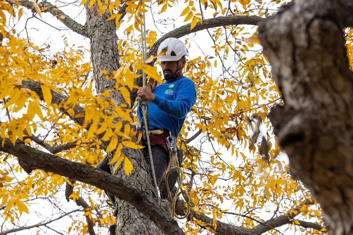 Skilled Tree Trimming crew working in Hartford